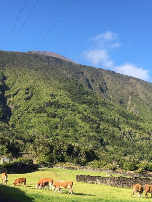 Sunflower Guest House - Madalena - Pico Sao Caetano  المظهر الخارجي الصورة