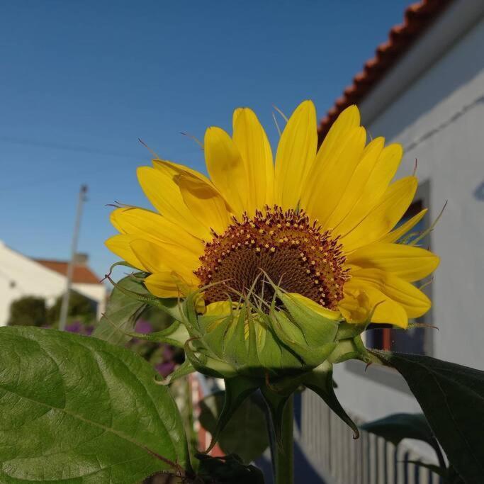 Sunflower Guest House - Madalena - Pico Sao Caetano  المظهر الخارجي الصورة